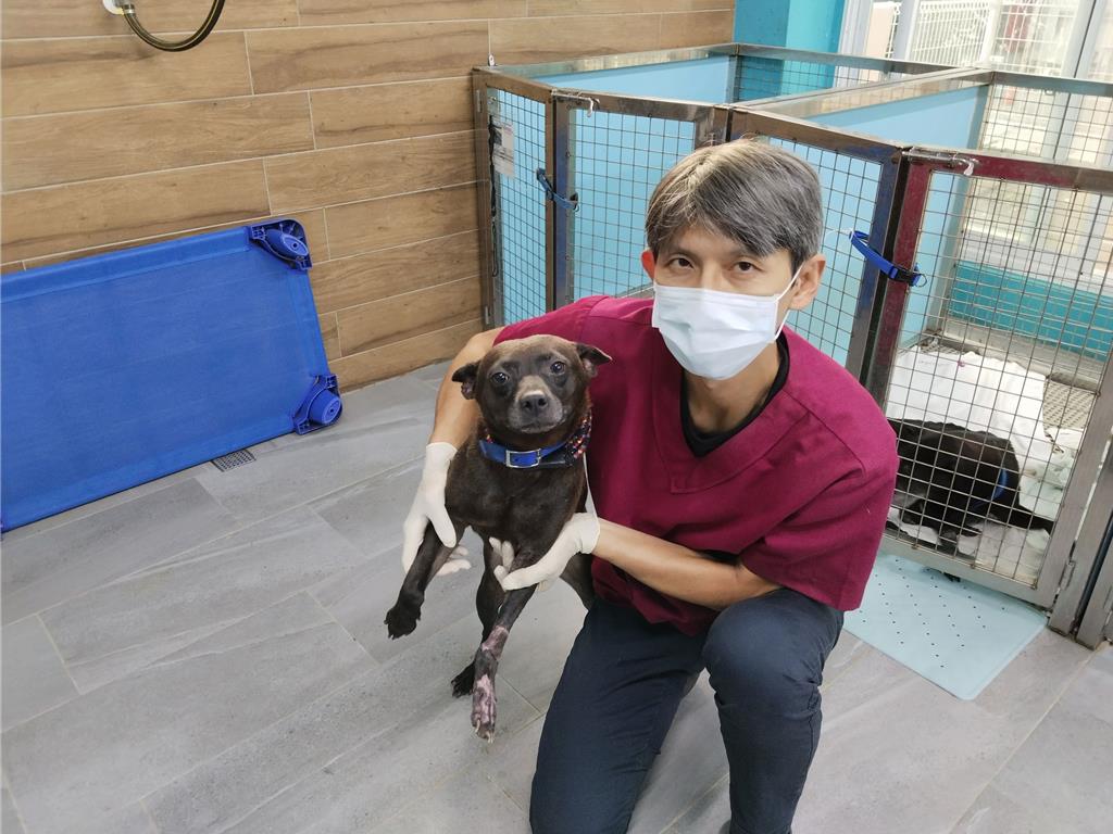 土城流浪狗「沙拉」左前腳皮膚壞死恐截肢 動保處緊急移植手術保住一命