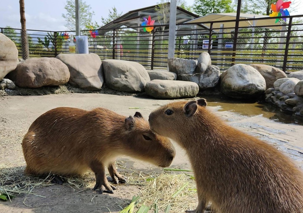 宜蘭4.9顆星「鹿爺爺農場」要關門了 一票遊客不捨