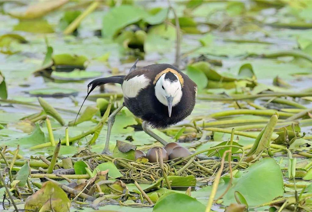 復育棲地成功吸引珍貴水雉下蛋 1原因水雉寶寶沒了