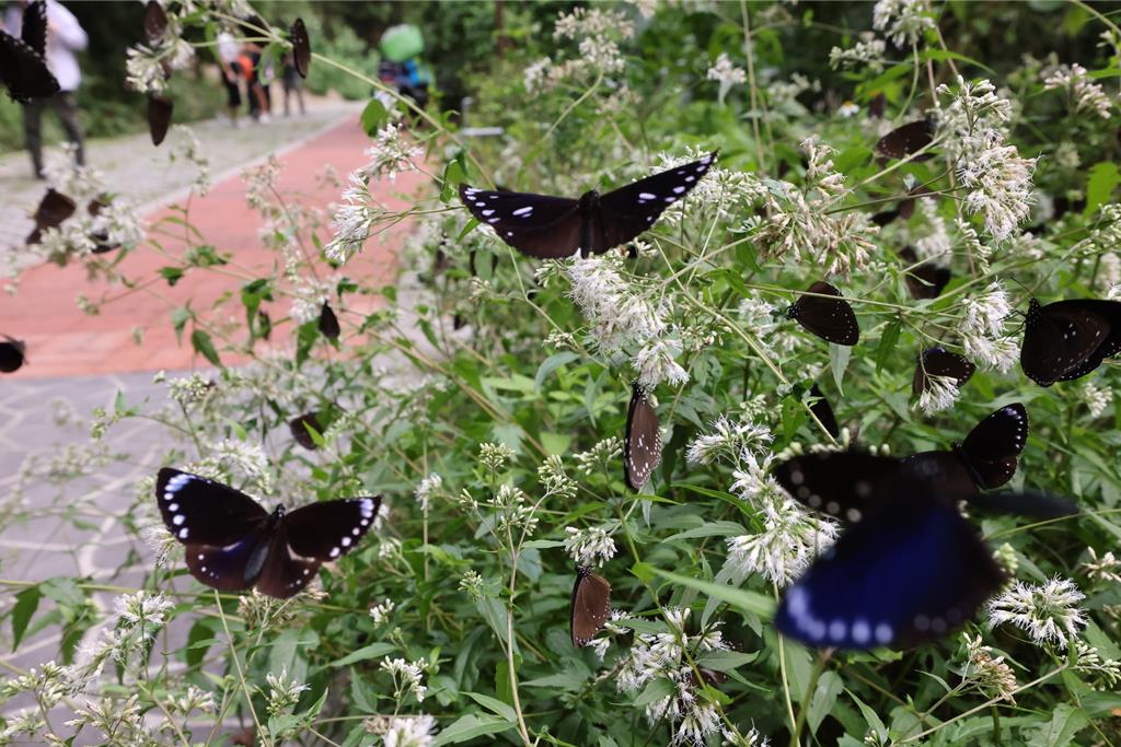 高雄茂林生態公園紫斑蝶大爆發 2萬隻蝶群現身
