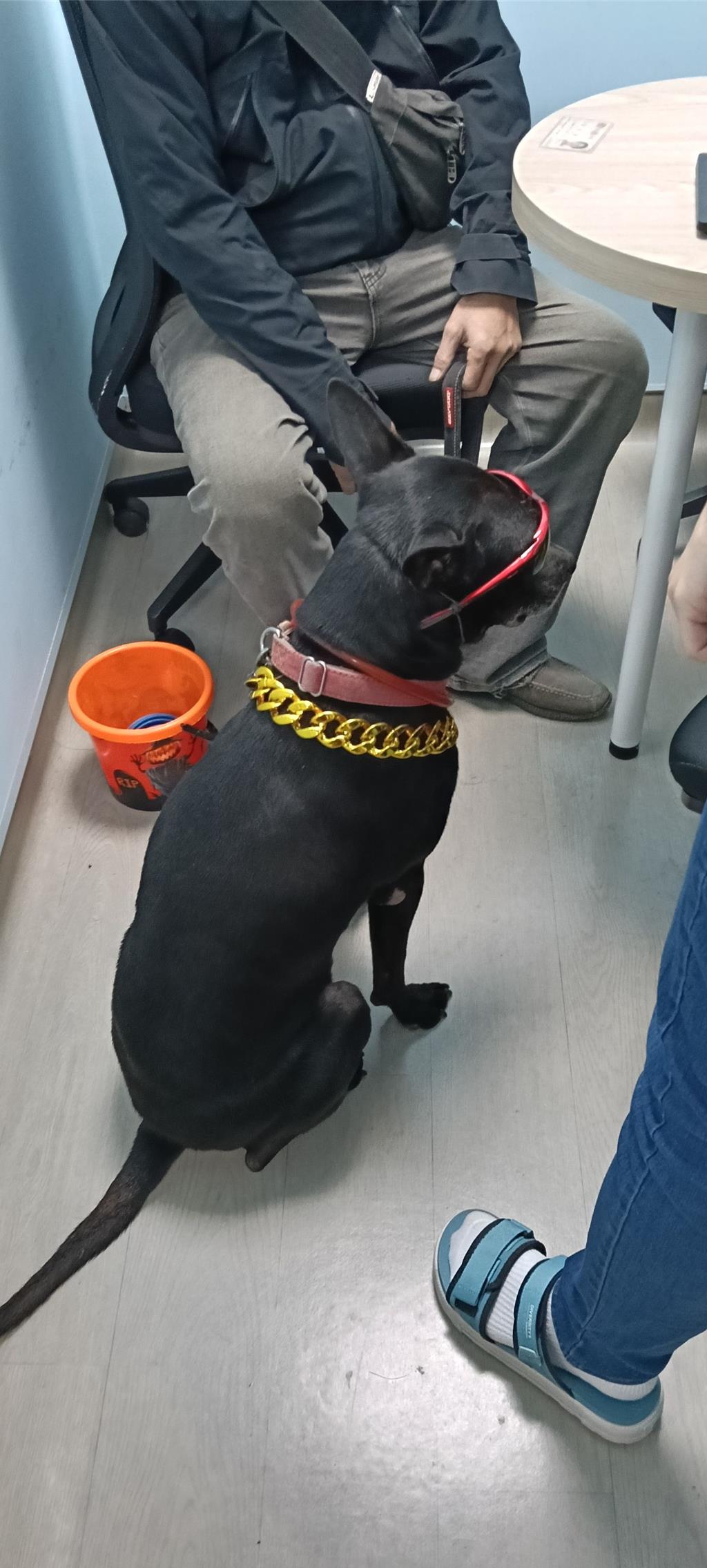 淡水黑狗久坐供路人打賞 動保處裁罰飼主沒入犬隻