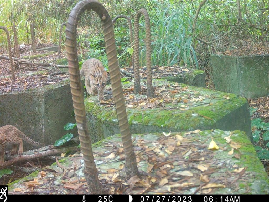 睽違20年!石虎現蹤台中鹿寮南溪 河床變身綠意廊道