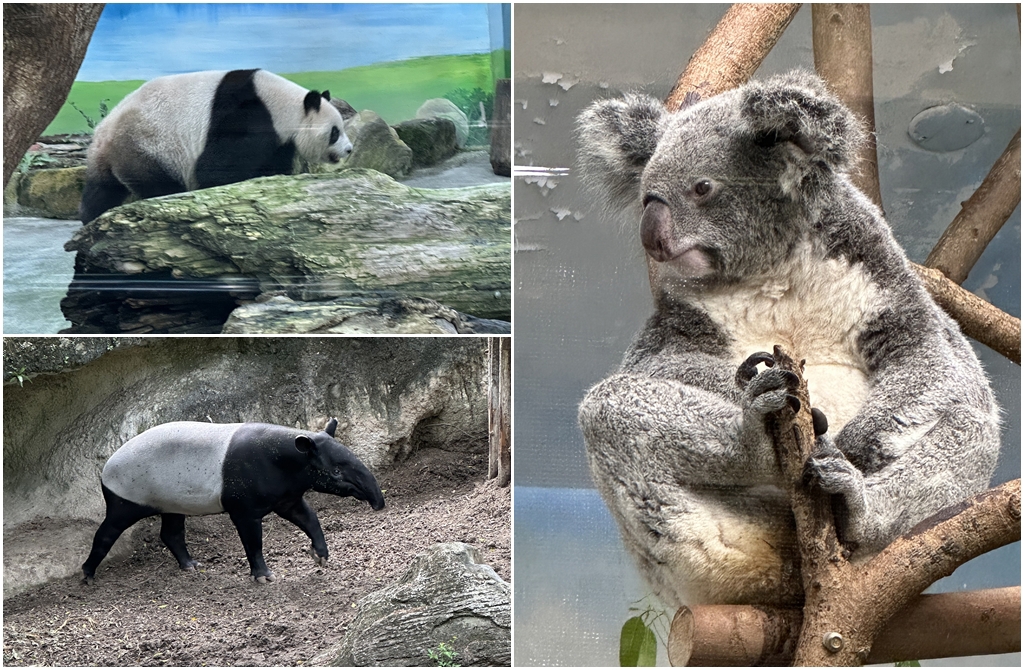 大貓熊、無尾熊與馬來貘,是台北市立動物園的人氣動物明星。(吳品瑤 攝)