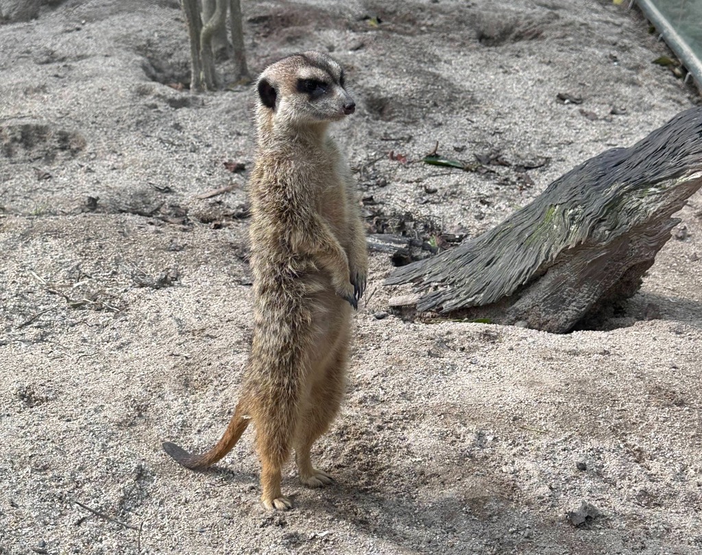 疑神疑鬼站直直的狐獴很適合演懸疑片。(吳品瑤 攝)