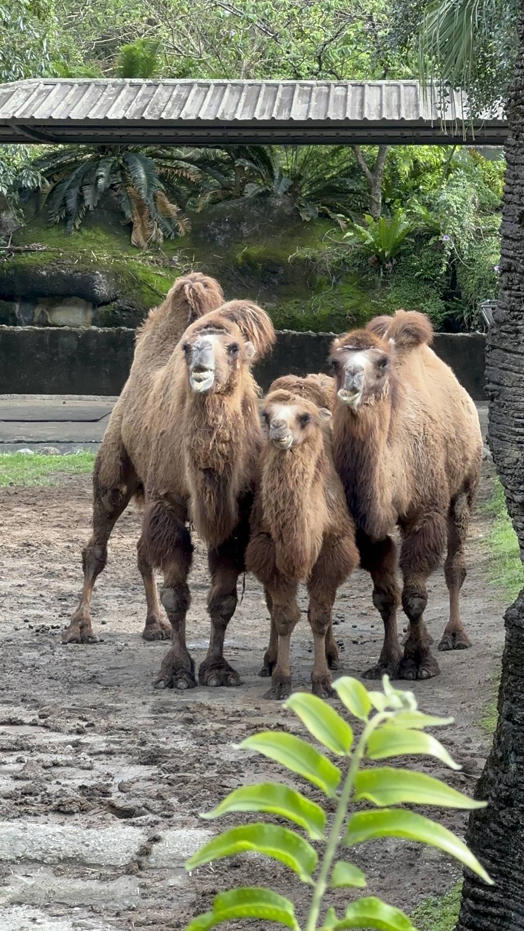 駱駝三兄弟站一起嚼啊嚼,氣場跟姿態有夠高。(吳品瑤 攝)