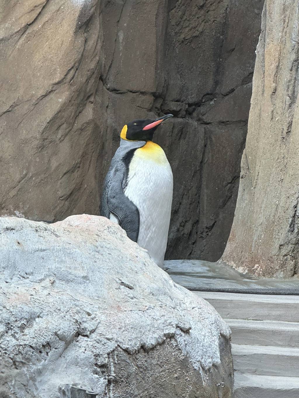 台北市立動物園的企鵝展現「人類啊我想下班了」的態度。(吳品瑤 攝)