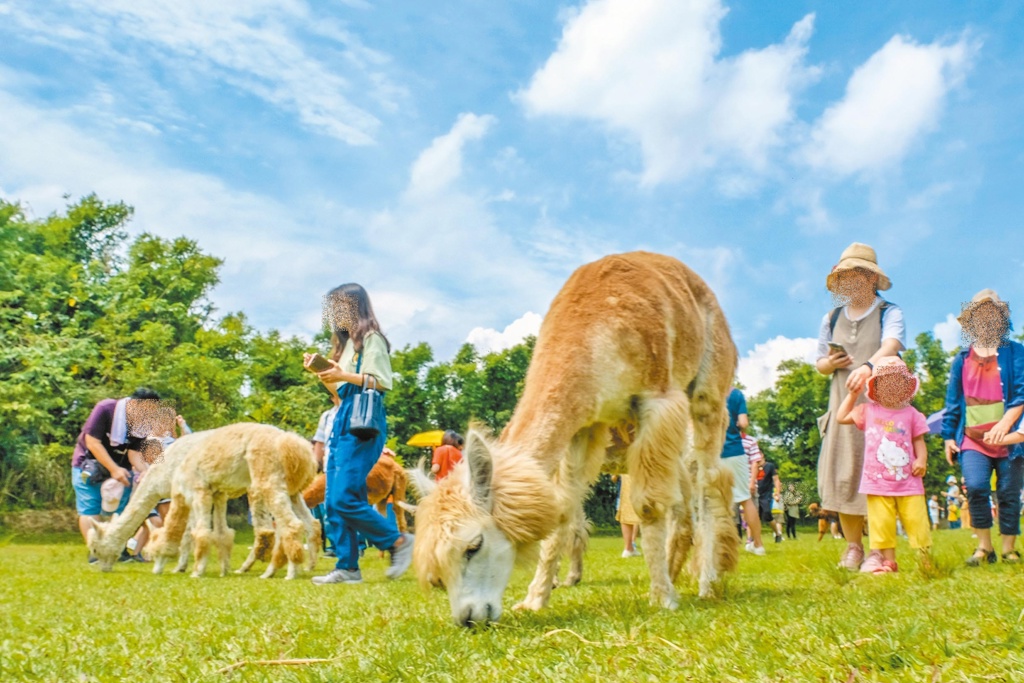 綠世界生態農場有眼睛水汪汪的羊駝趴趴走。(中時資料照片)