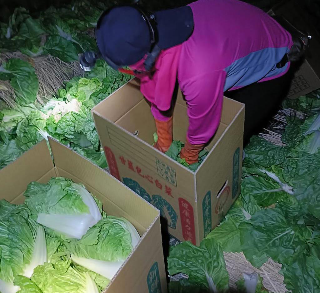 大白菜有黑點能吃嗎?菜販網紅一次說清楚 曝挑選4原則