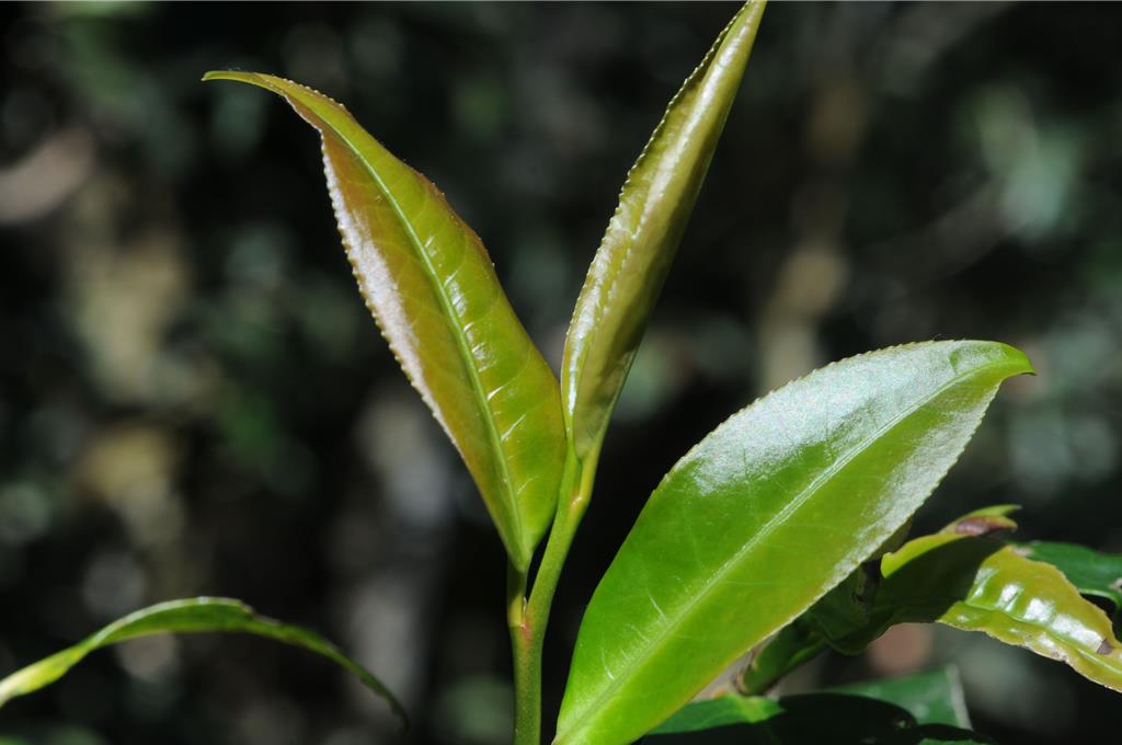 林下經濟累計創造1.5億元產值 林農栽種台灣山茶拚「綠金」