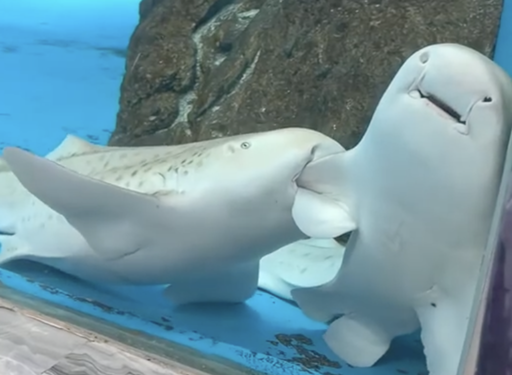 影》鯊鯊把小夥伴擠角落「蹭蹭咬咬」 真相曝光閃瞎全網