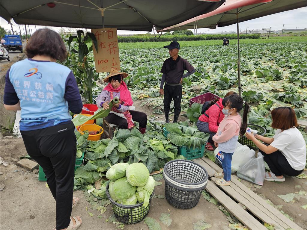 1顆只要10元！高麗菜價大崩盤 農民含淚開放自採