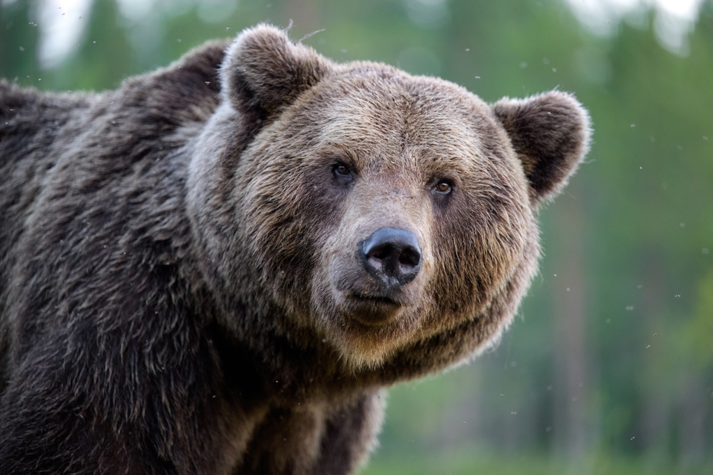 熊掌上架日本超市 「連毛帶指甲」1萬台幣吃不起