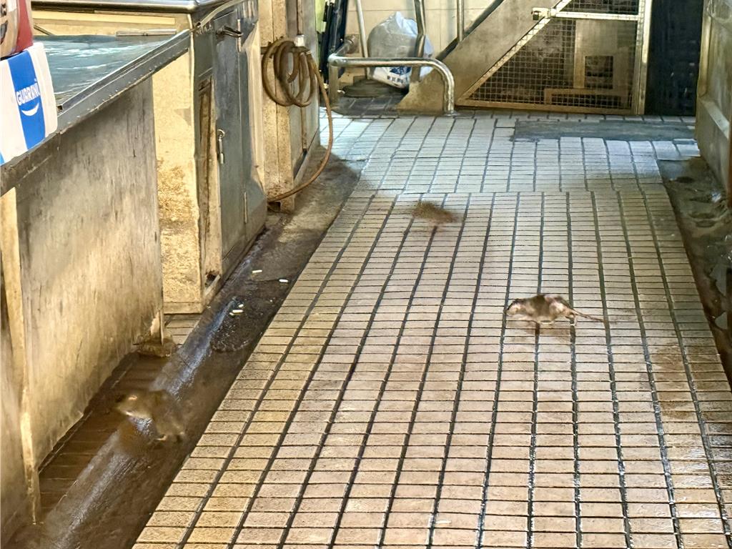 左營哈囉市場老鼠亂竄、地磚溼滑 市府出手整修