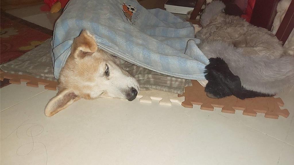 林口長毛黃狗「大黃弟」重生記 前腳潰爛見骨奮力活下來