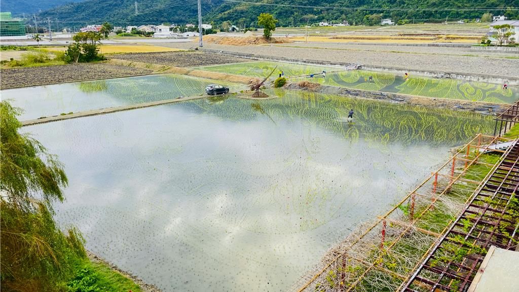 關山「天后邸家」彩繪稻田完工！6色秧苗創紀錄 1月中進入觀賞期