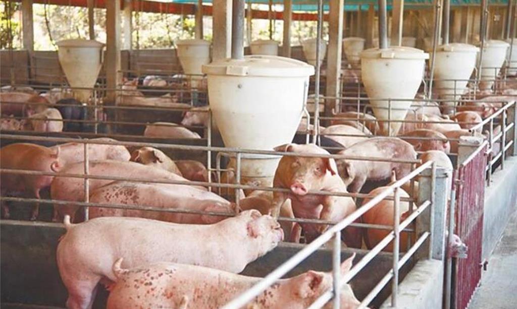 全面禁止廚餘養豬 農業部祭1年緩衝期 最高補助300萬助轉型