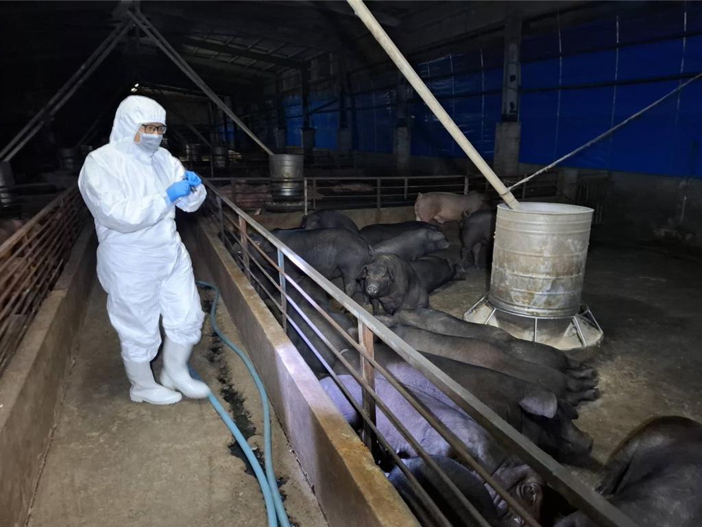 全國將禁用廚餘養豬 台中養豬協會北上溝通 盼保留事業廚餘