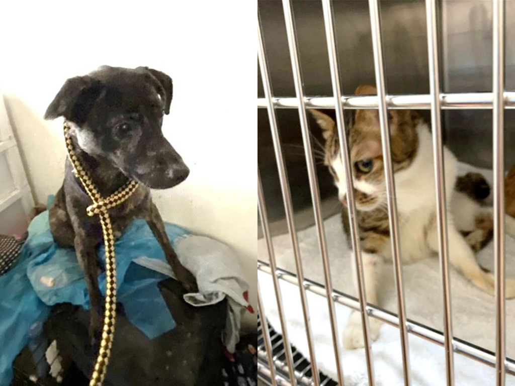 北市信義區民宅斷電多日 搜出貓屍遺骨 1犬4貓遭棄養