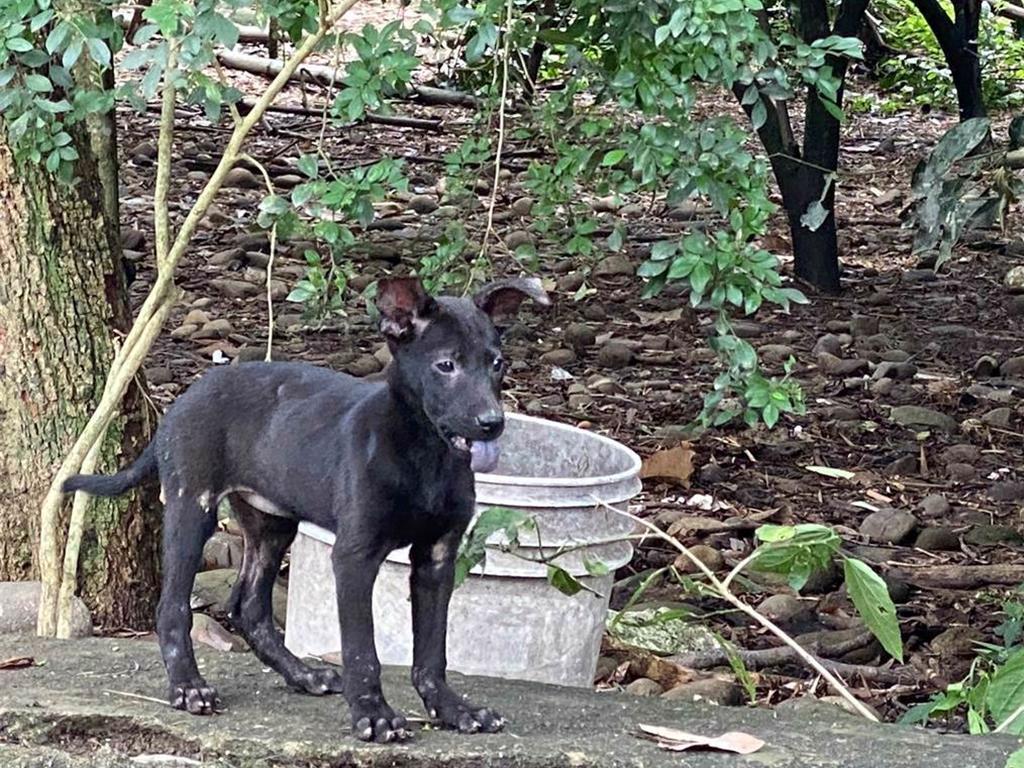 《動保法》搶救石虎!野保團體:迴避遊蕩動物問題 形同虛設