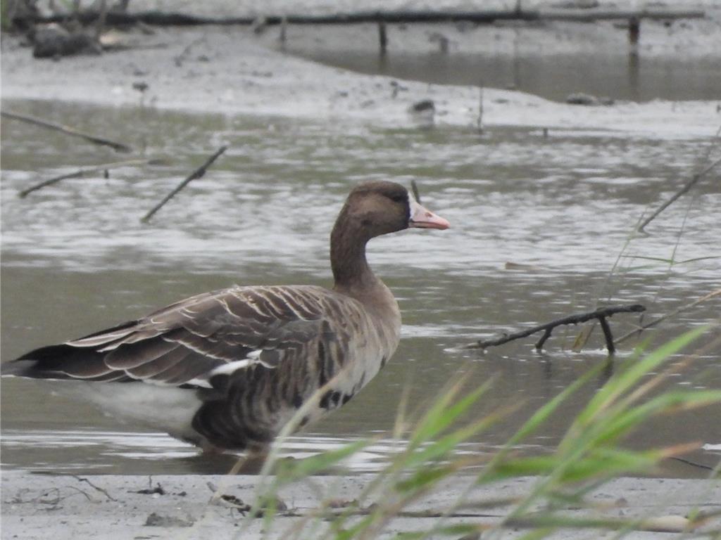 全台罕見!濁水溪出海口首次觀測到迷鳥白額雁