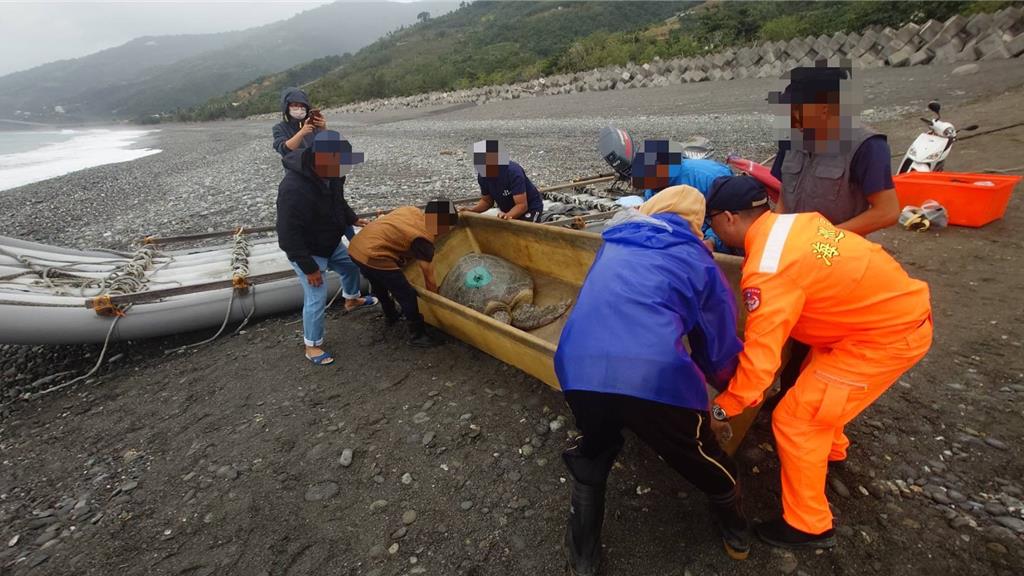 綠蠵龜誤入台東定置網 海巡、海保署協作友善放流重返大海