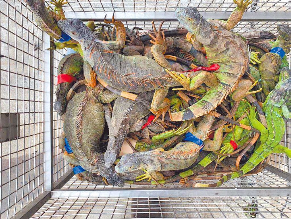 屏東綠鬣蜥移除數破11萬隻 議員建議獎勵農民挖蛋滅害