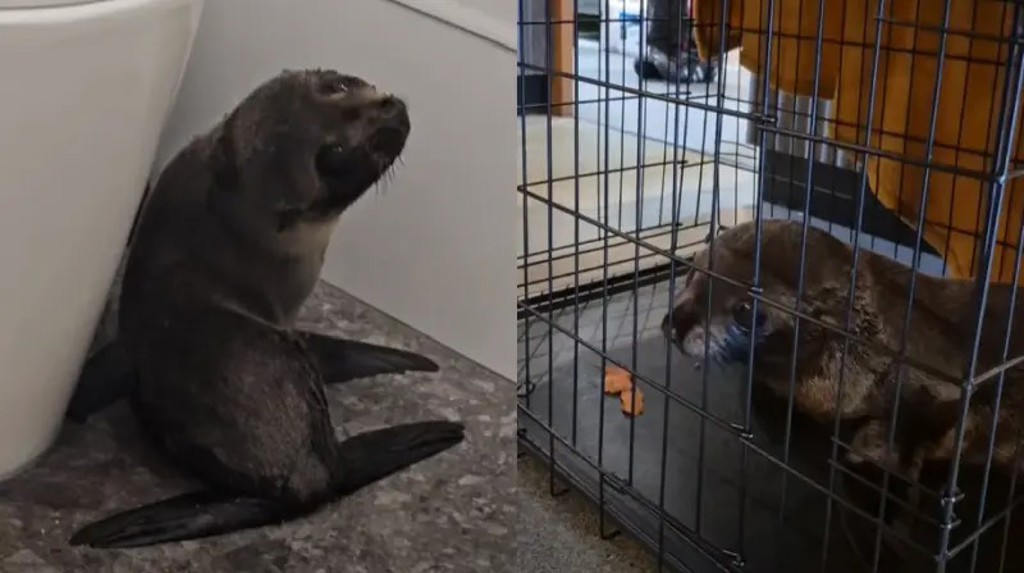 呆萌小海豹誤闖酒吧　因太貪吃慘遭誘逮