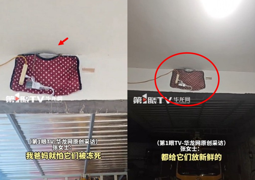 老燕子無力南飛過冬 善心屋主「裝電熱毯」助安享晚年