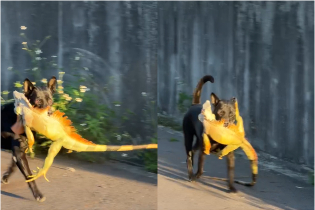 狗狗抓綠鬣蜥換罐罐?「10秒內解決」釣客傻眼 大票人膜拜