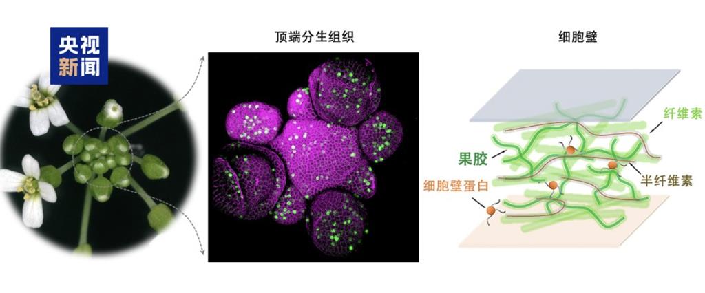 科研新突破  陸科學家破解植物「外骨骼」再生密碼