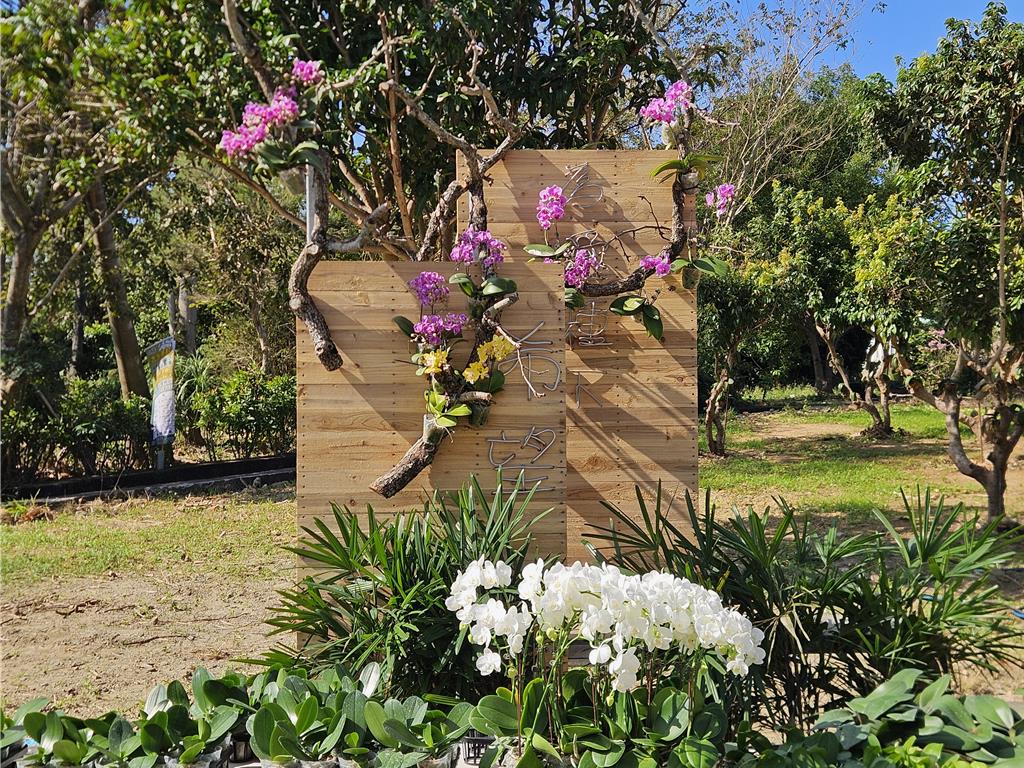 找回漁民的「海上燈塔」 恆春大光社區復育台灣原生種白蝴蝶蘭