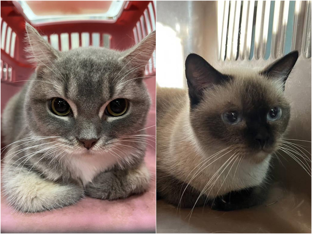 41品種貓將公開抽籤認養 限彰化縣民、一年內禁轉讓