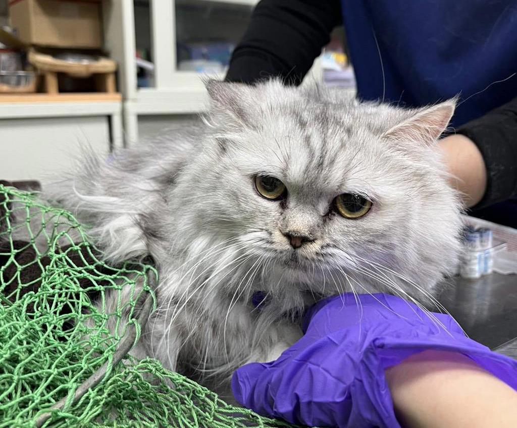 彰化縣動防所安置的41隻品種貓，已完成絕育，且健康狀況穩定，將在12月12日、19日，分二梯次4場次，開放認養。（彰化縣政府提供／葉靜美彰化傳真）