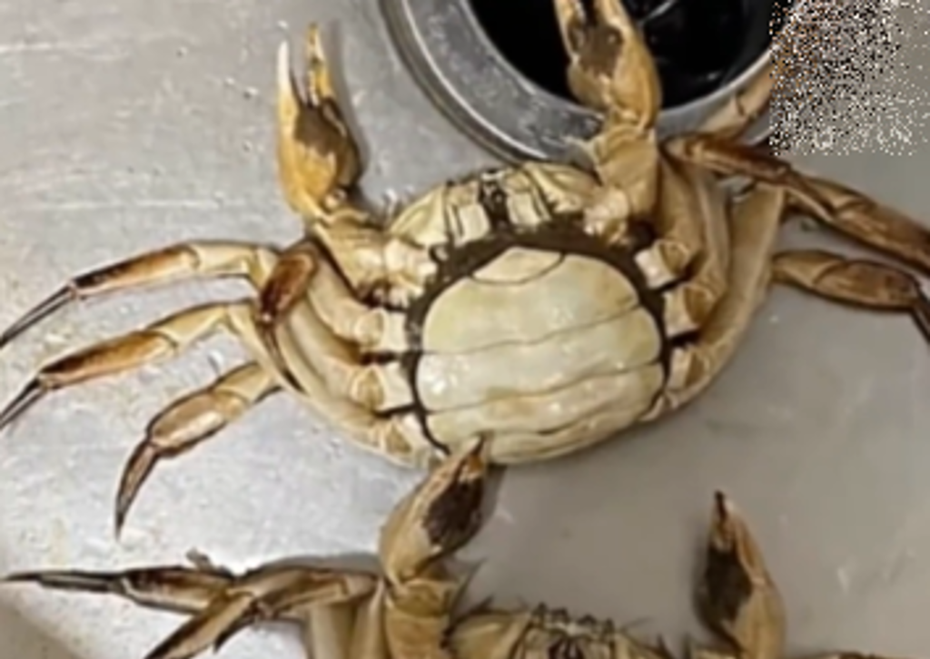 8隻大閘蟹死6隻！顧客提索賠 電商闆娘遇「AI造假影像」