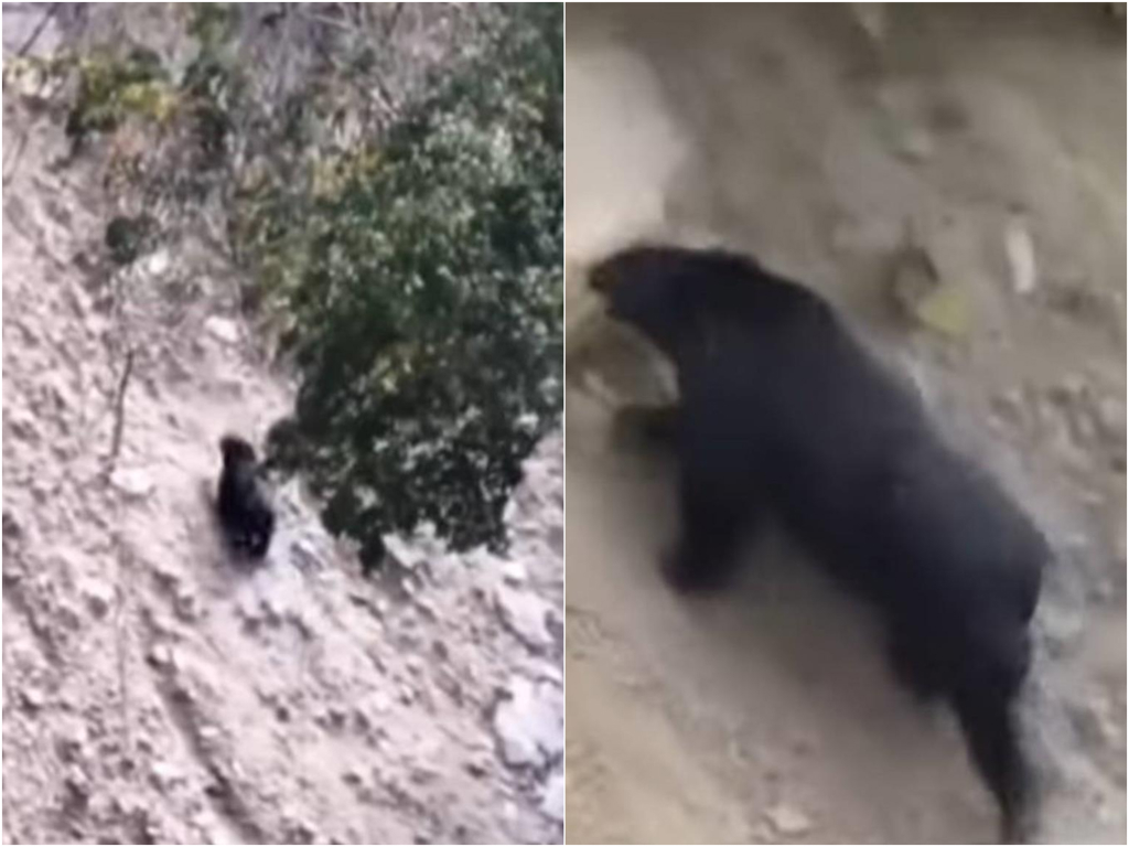 影》黑熊現蹤南投眉溪、翠巒部落 距露營區僅350公尺