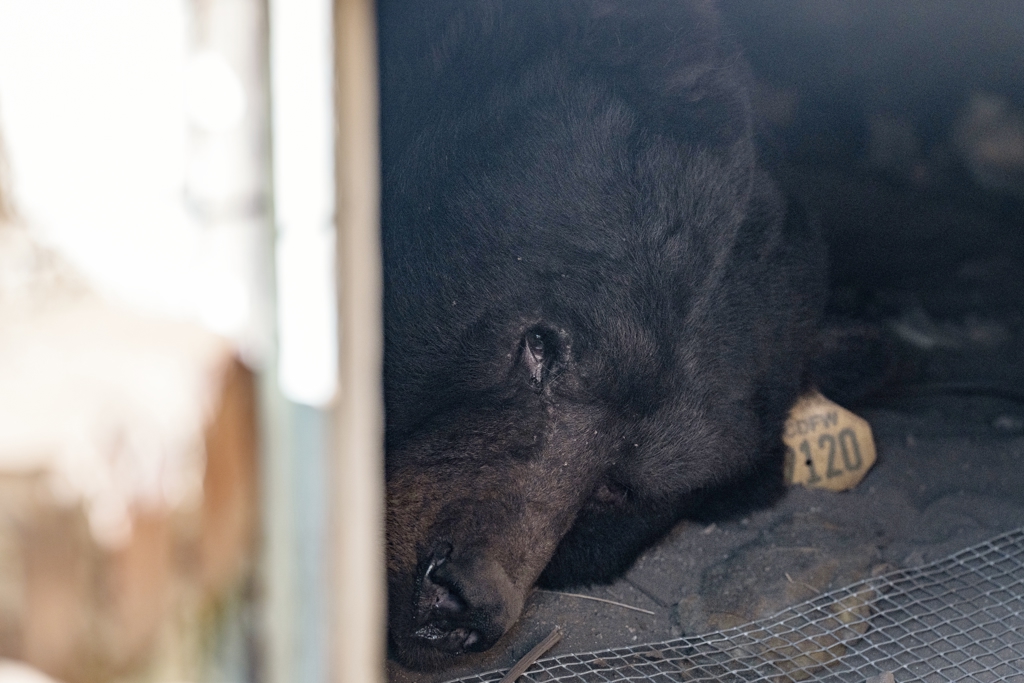 熊出沒民宅!大塊頭窩進加州屋底10天不走 原來是老司機