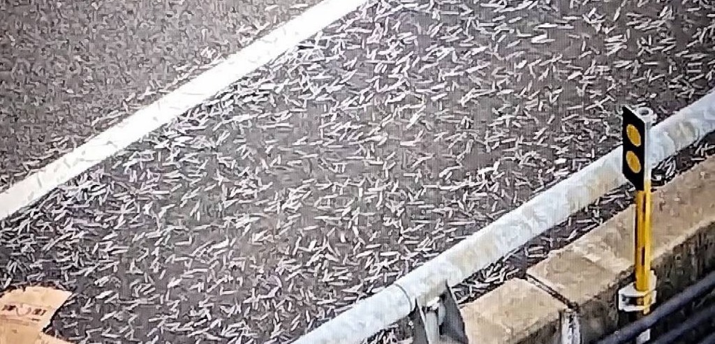 一輛由張姓男子駕駛的大貨車，因車斗上載運的鐵釘「捆紮不牢」，行進間竟大量散落於外側車道，宛如天降鐵釘暴雨。（圖／簡銘柱翻攝）