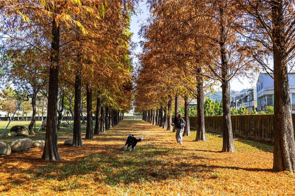 名間鄉欣美公司栽種約800棵落羽松，約六成落羽松已轉色。（南投縣政府提供／楊靜茹南投傳真）