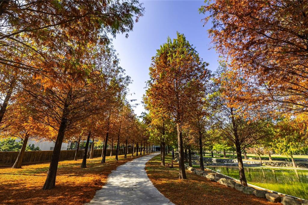 名間鄉欣美公司員工獨享的落羽松祕境，今年首度開放民眾免費入園觀賞。（南投縣政府提供／楊靜茹南投傳真）