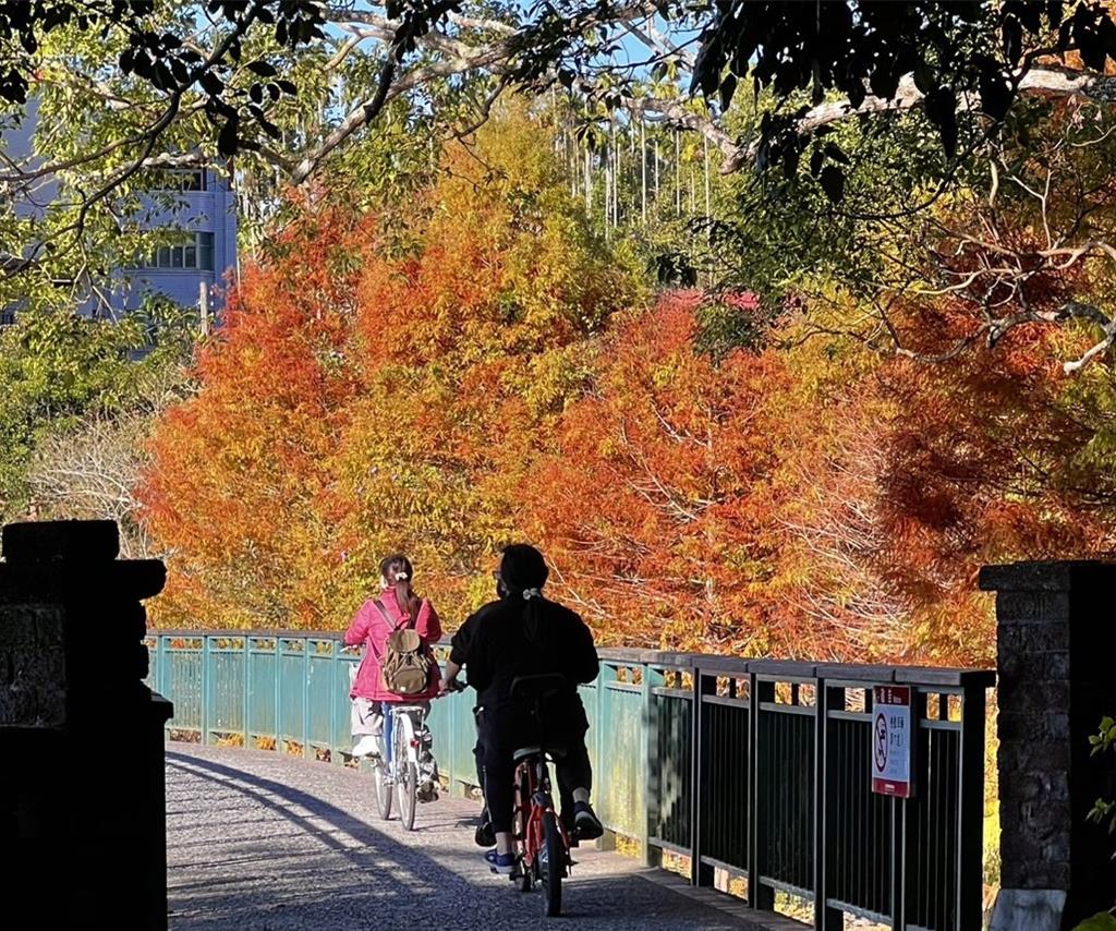 日月潭水社至向山自行車道旁的落羽松被冷空氣催紅了（民眾提供／楊靜茹南投傳真）