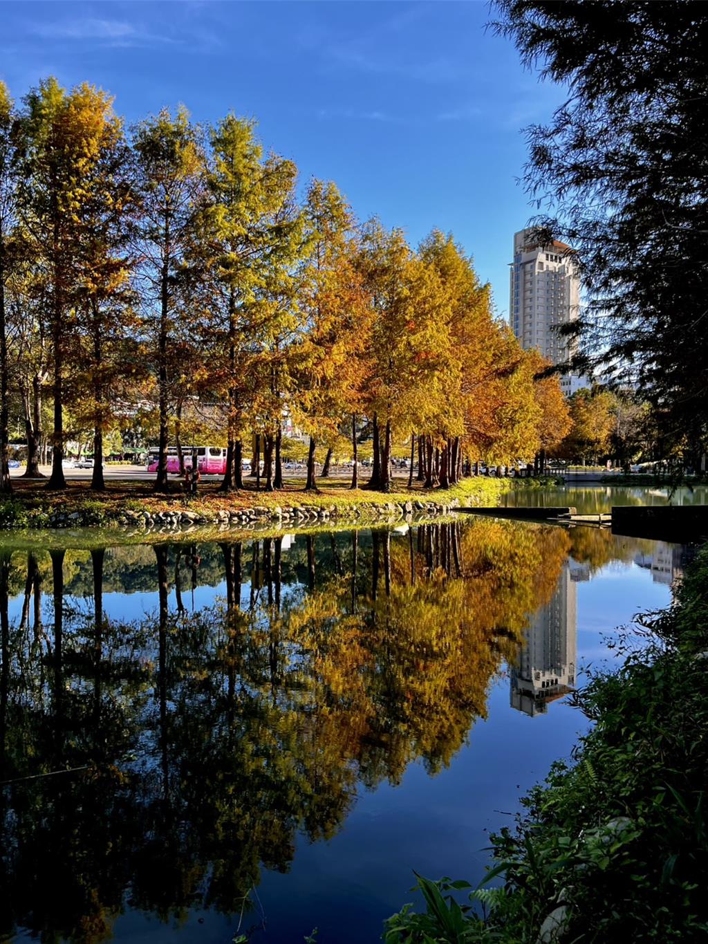 日月潭火紅落羽松倒映在湖面，形成絕美的「天空之鏡」。（民眾提供／楊靜茹南投傳真）