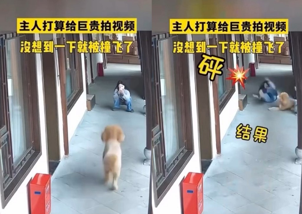 自拍愛犬投奔片! 女子慘遭「巨貴」撞翻躺地