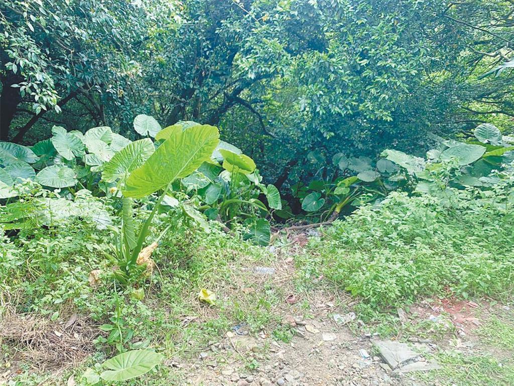 砍死同鄉女移工棄屍 女雇主判14年6月 二審賠124萬和解