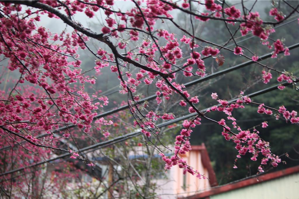 南投草坪頭櫻花季1/31開跑!交管、開放時間一次看