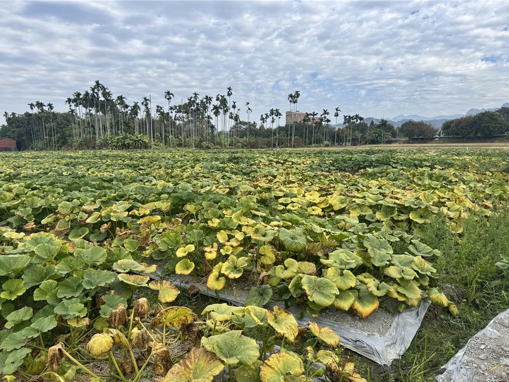 草屯栗南瓜遭「捲葉病毒」重創 瓜田8成中鏢、產量剩2成