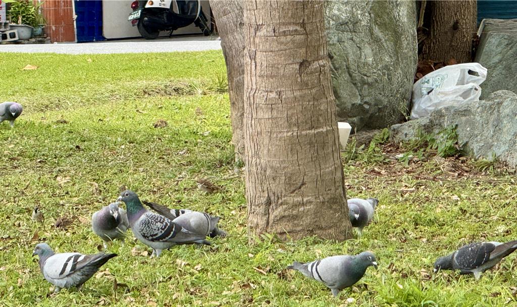 別亂餵!花蓮市公園鴿群炸裂 這行為最重噴6000元