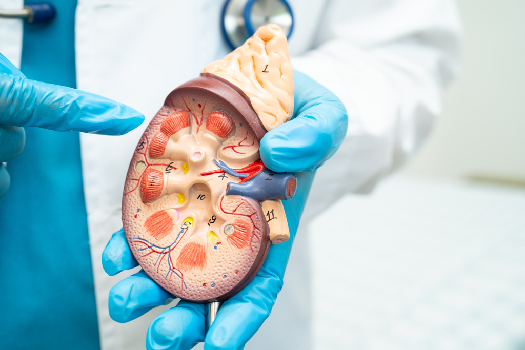 才就醫就洗腎 腎衰竭難預警 醫教2招讓腎臟回春