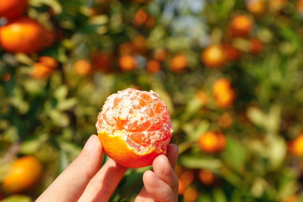 橘子不是全黃的最好吃 菜販喊「買這顆」最甜:CP值高