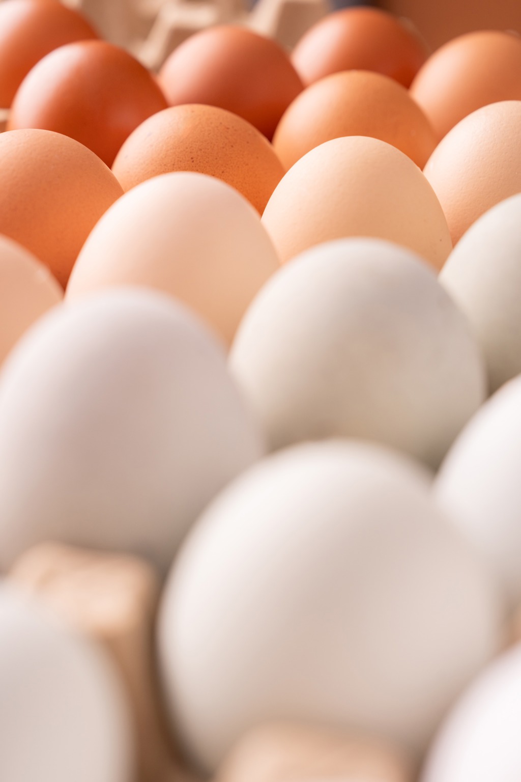 寒流對母雞造成影響，也讓其產出的蛋減量且蛋殼變薄，無法維持照片中這樣優質的雞蛋型態。(協興蛋業 提供)