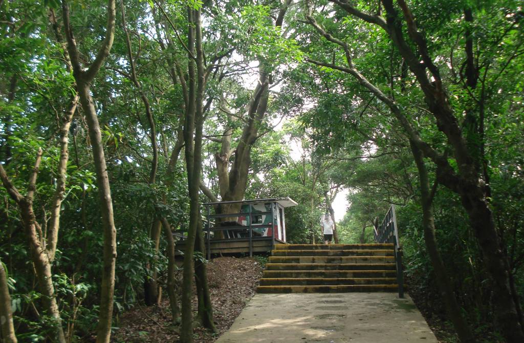 劍潭山親山步道保留了原生森林林相,因此綠蔭濃密且動植物生態豐富。(台北市大地處 提供)